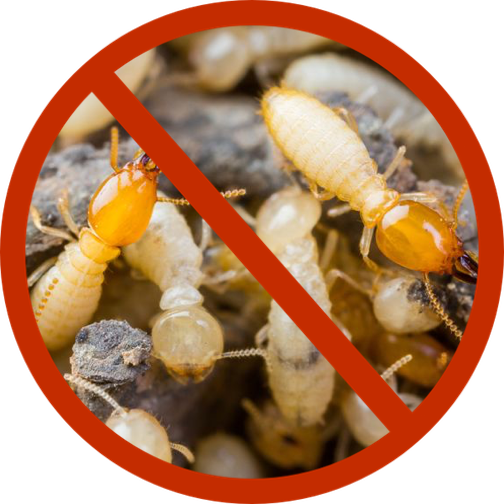 Raven Termite and Pest Control | 1335 Canberra Dr, Baltimore, MD 21221 | Phone: (443) 505-3194