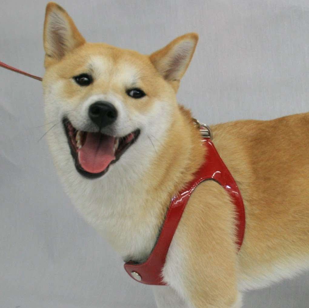 Scrappy Pets | 280 Trousdale Dr, Chula Vista, CA 91910, USA | Phone: (866) 923-8684