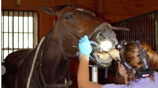 Four Seasons Equine Veterinary Service | 16545 Cox Mill Rd, Orange, VA 22960, USA | Phone: (804) 854-4884