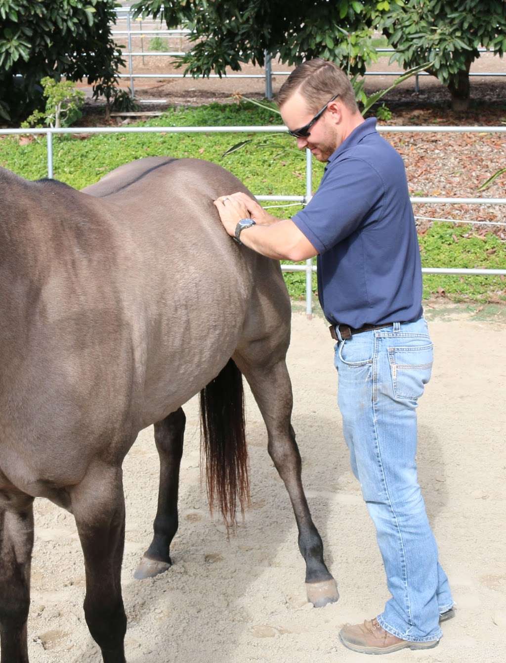 West Coast Equine Medicine | 42225 Remington Ave #A13, Temecula, CA 92590, USA | Phone: (866) 923-6838