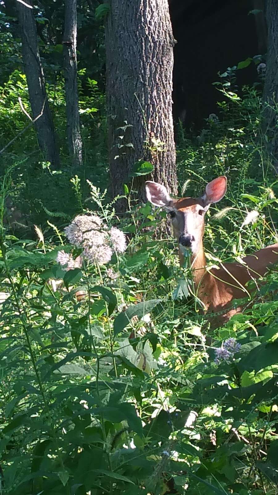 Norris Woods Nature Preserve | St. Charles, IL 60174, USA