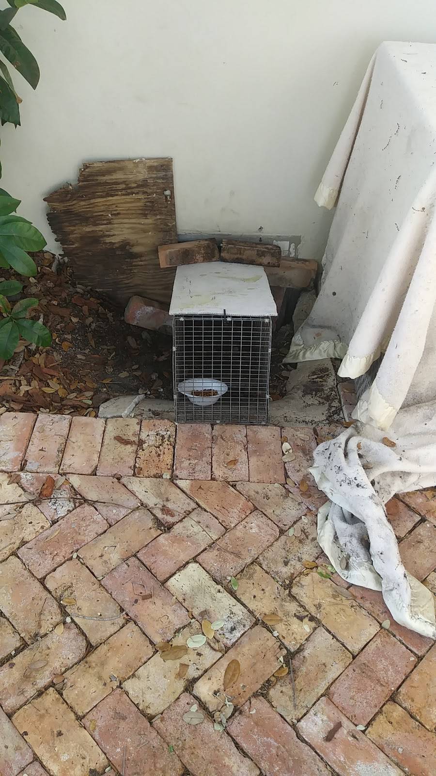 Rat Experts Inc. Wildlife and Rat Control - Miami - Broward | 7075 NW 179th St, Hialeah, FL 33015, USA | Phone: (786) 320-2609