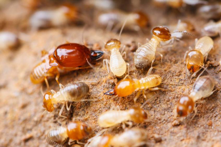 General Pest Control Granite City IL - Ants, Bed Bugs, Mice | 2421 Corporate Center, Granite City, IL 62040, USA | Phone: (618) 205-9617