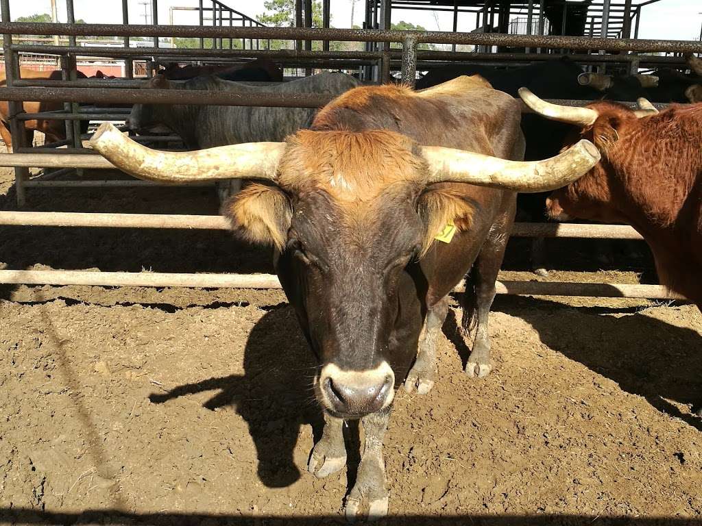 A.V. Bull Sallas Park | 21675 McCleskey Rd, New Caney, TX 77357, USA | Phone: (281) 577-8919