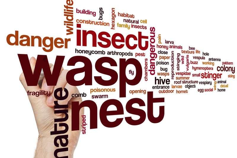 Essex Wasp Control | 19 Worrin Rd, Dunmow CM6 3FU, UK | Phone: 0800 612 7035