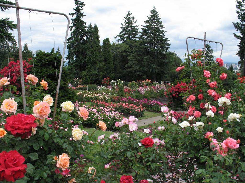 International Rose Test Garden | 400 SW Kingston Ave, Portland, OR 97205, USA | Phone: (503) 823-3636