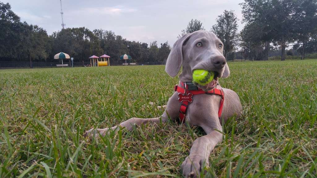 Auburndale Dog Park | 318 Denton Ave, Auburndale, FL 33823 | Phone: (863) 440-3252