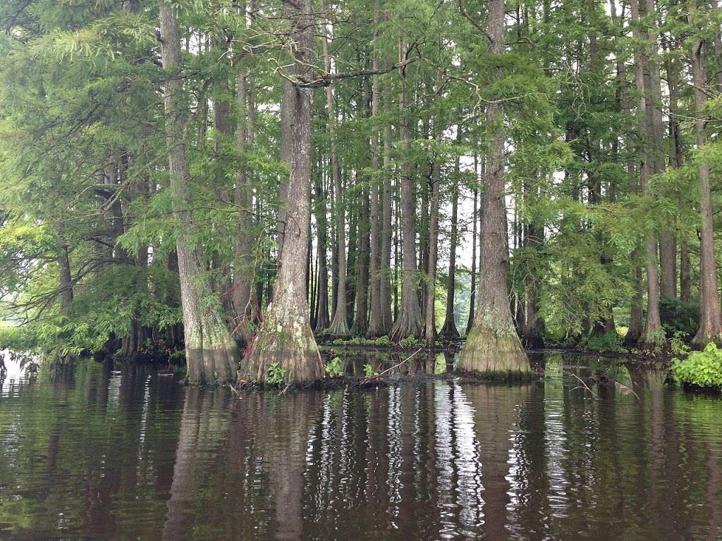 Great Cypress Swamp | Cypress Swamp, Frankford, DE 19945, USA