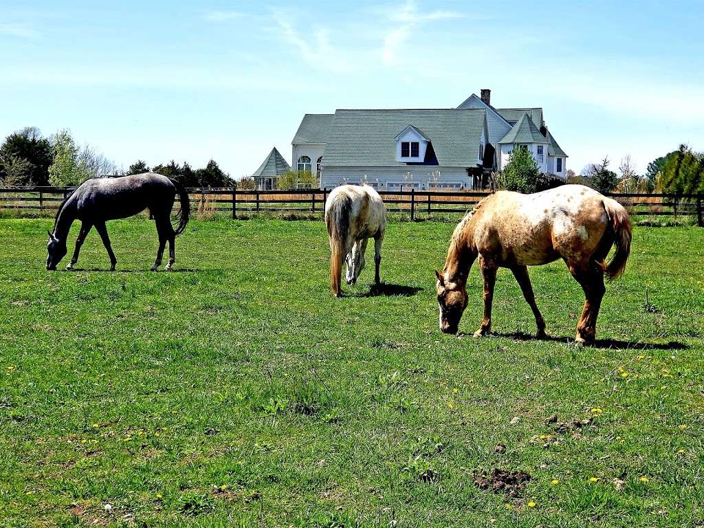 WINDY MEADOWS HORSE FARM, INC | 12849 Lemaster Dr, Nokesville, VA 20181 | Phone: (571) 437-6051