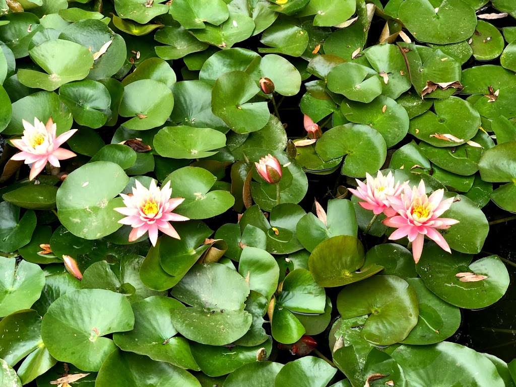 The Huntington Chinese Garden - Garden of Flowing Fragrance | The Huntington, San Marino, CA 91108, USA | Phone: (626) 405-2100