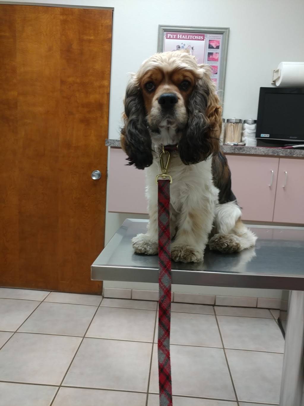 Camino Pet Hospital | 5408 Walnut Ave, Irvine, CA 92604, USA | Phone: (949) 559-1404