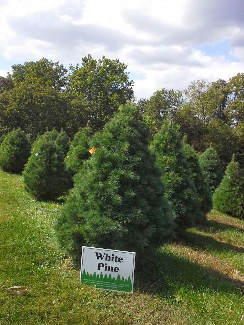 Hunts Christmas Tree Farm | 465 Stehman Church Rd, Millersville, PA 17551, USA | Phone: (717) 330-8102