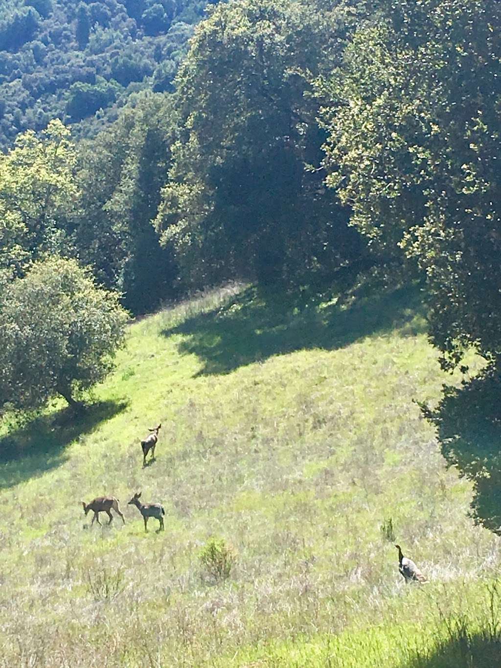 Rhus Ridge Trailhead | Rhus Ridge Trail, Los Altos Hills, CA 94022, USA Rhus Ridge Trailhead | Rhus Ridge Trail, Los Altos Hills, CA 94022, USA