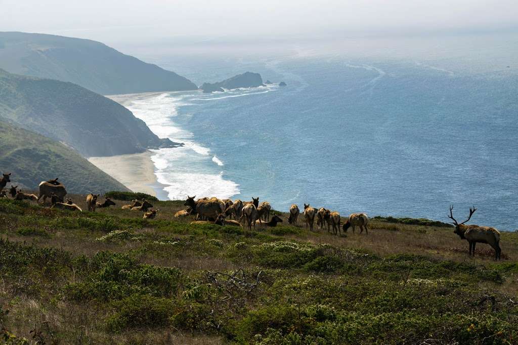 Elk Reserve | Tomales Point Trail, Inverness, CA 94937