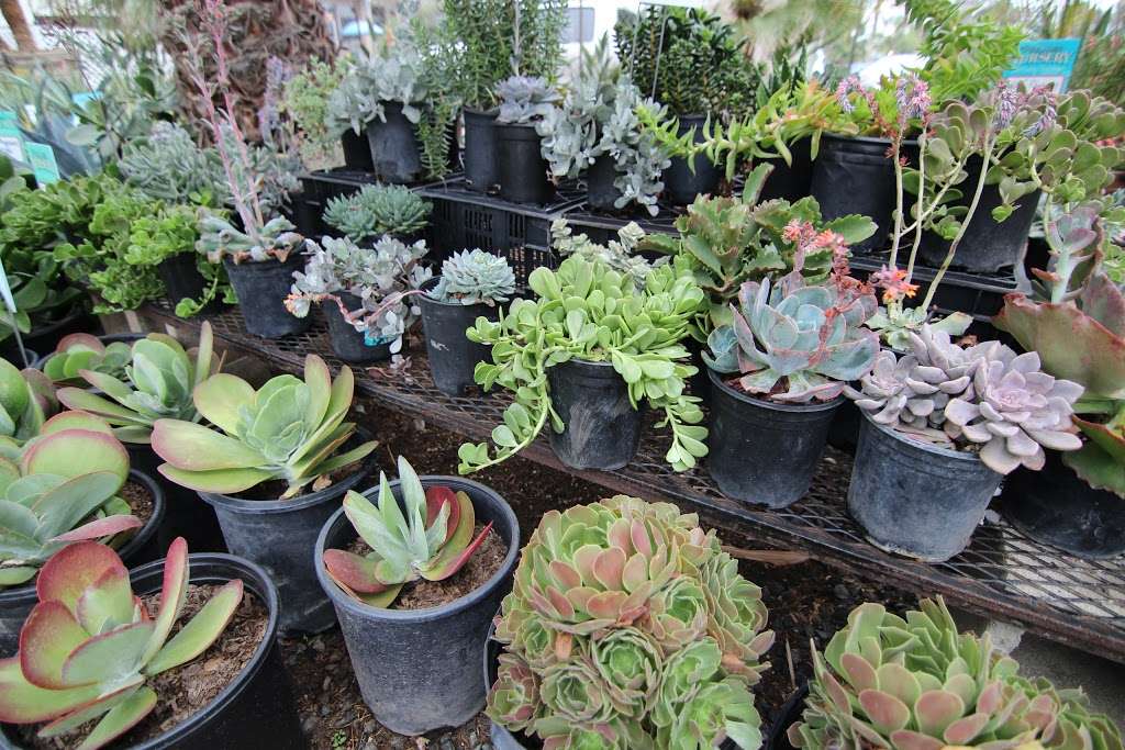 Pala Mesa Nursery | 3235 Old Hwy 395, Fallbrook, CA 92028, USA | Phone: (760) 518-1707