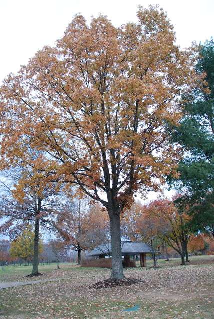 Quantico National Cemetery | 18424 Joplin Rd, Triangle, VA 22172, USA | Phone: (703) 221-2183