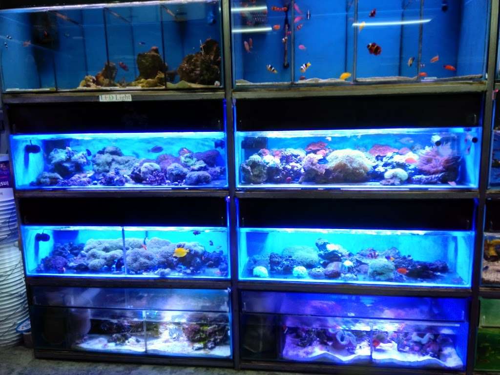 Hong Kong Tropical Fish | 18828 Norwalk Blvd, Artesia, CA 90701, USA | Phone: (562) 402-7128