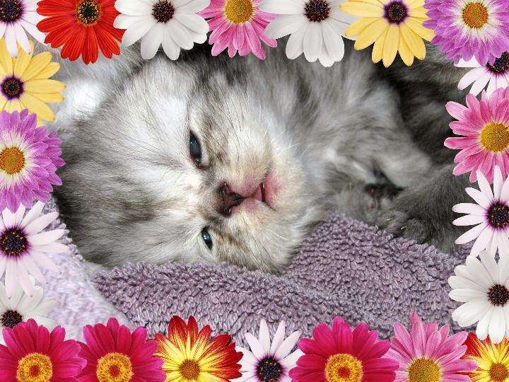 KocaKola Persian Kittens | 317 Locust Pass, Ocala, FL 34472, USA | Phone: (352) 239-3404