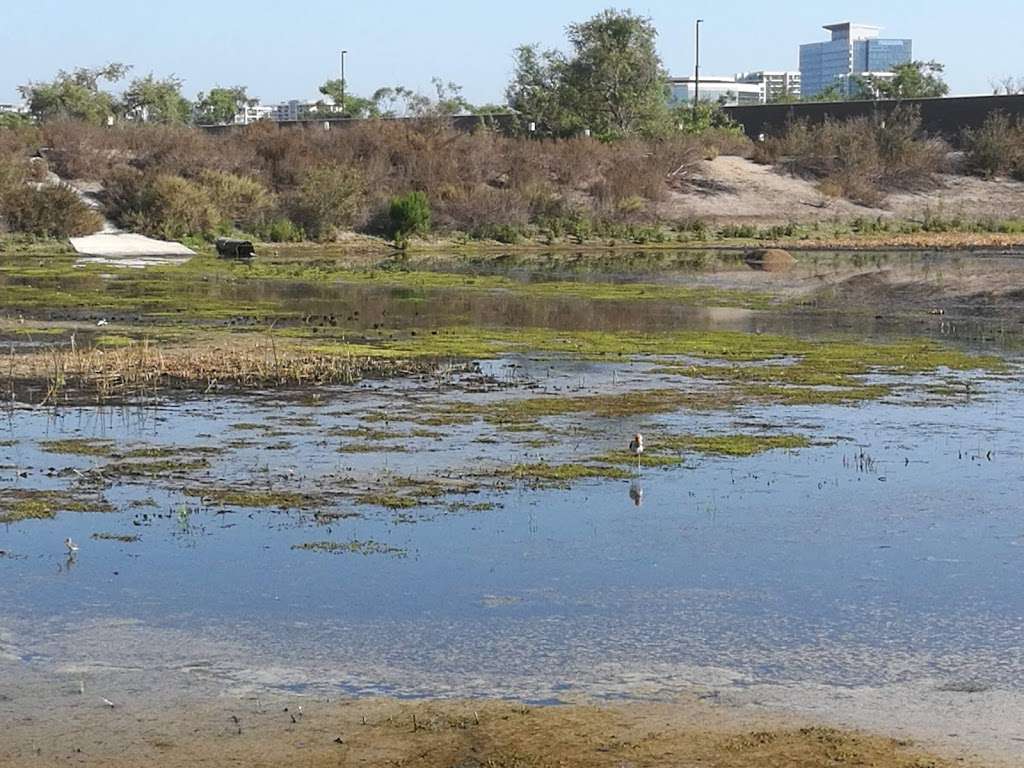 Audubon Society Sea & Sage | Audubon House, 5 Riparian View, Irvine, CA 92612, USA | Phone: (949) 261-7963