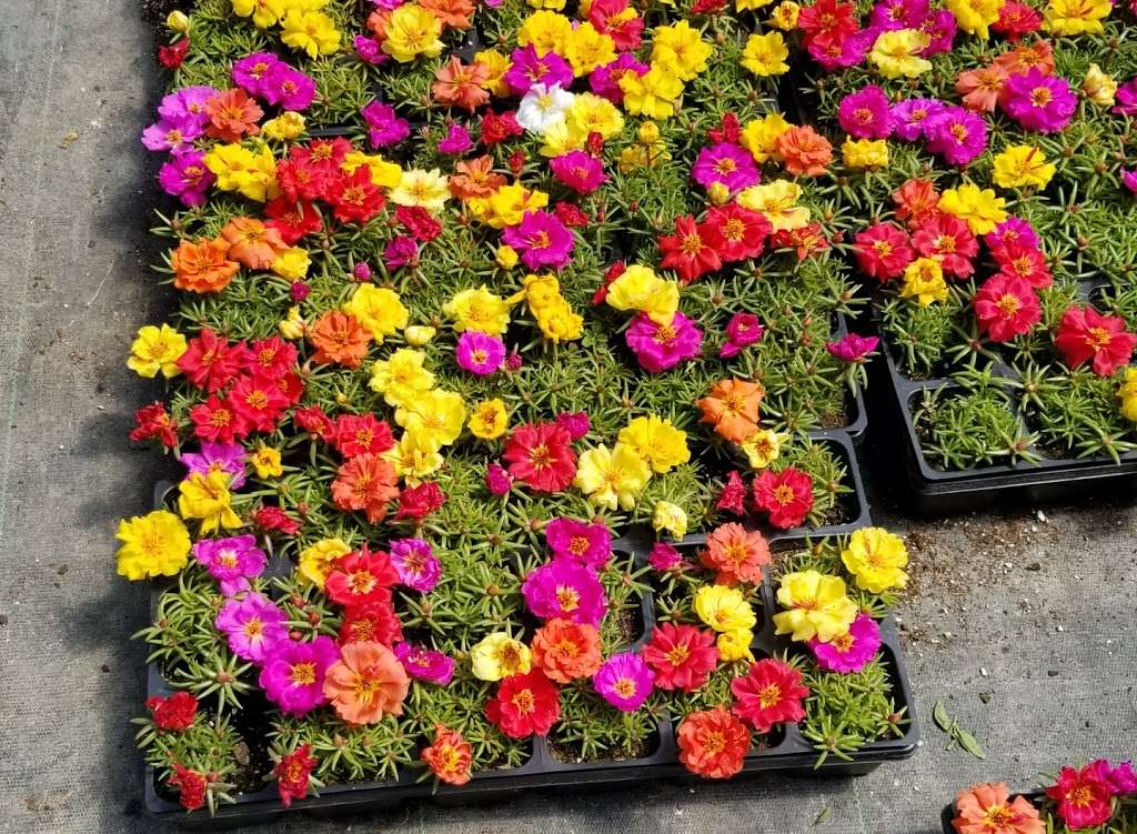 Texas Color Plants Inc | 2700 Joann St, Stafford, TX 77477, USA | Phone: (281) 499-8293