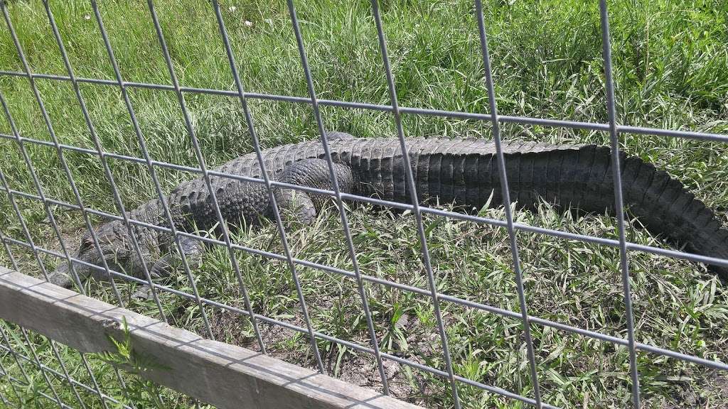 Crocodile Encounter | 23231 County Rd 48, Angleton, TX 77515 | Phone: (281) 595-2232