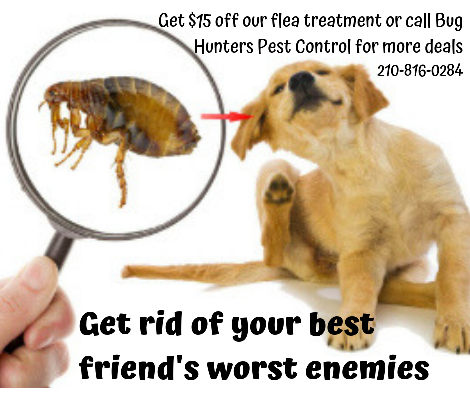 Bug Hunters Pest Control Inc. | 10903 Falling Water, San Antonio, TX 78249, USA | Phone: (210) 816-0284