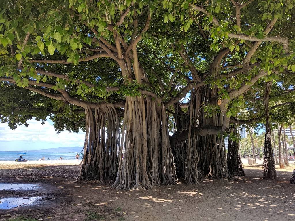 Kapiʻolani Regional Park | 3840 Paki Ave, Honolulu, HI 96815 | Phone: (808) 768-4623