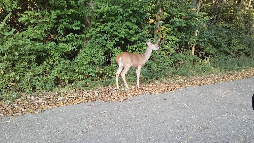 Sanders Ferry Park | 513 Sanders Ferry Rd, Hendersonville, TN 37075, USA | Phone: (615) 822-3898