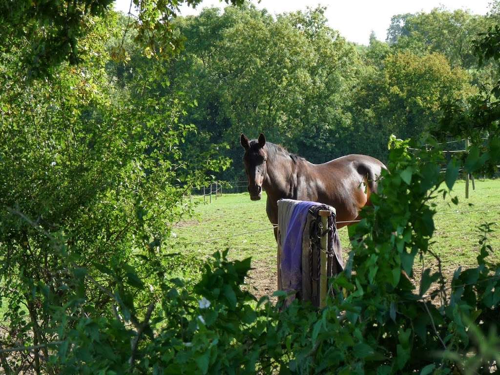 Little Dunks Livery Yard | Cuckoo Ln, Brenchley, Tonbridge TN12 7HX, UK | Phone: 07966 172422