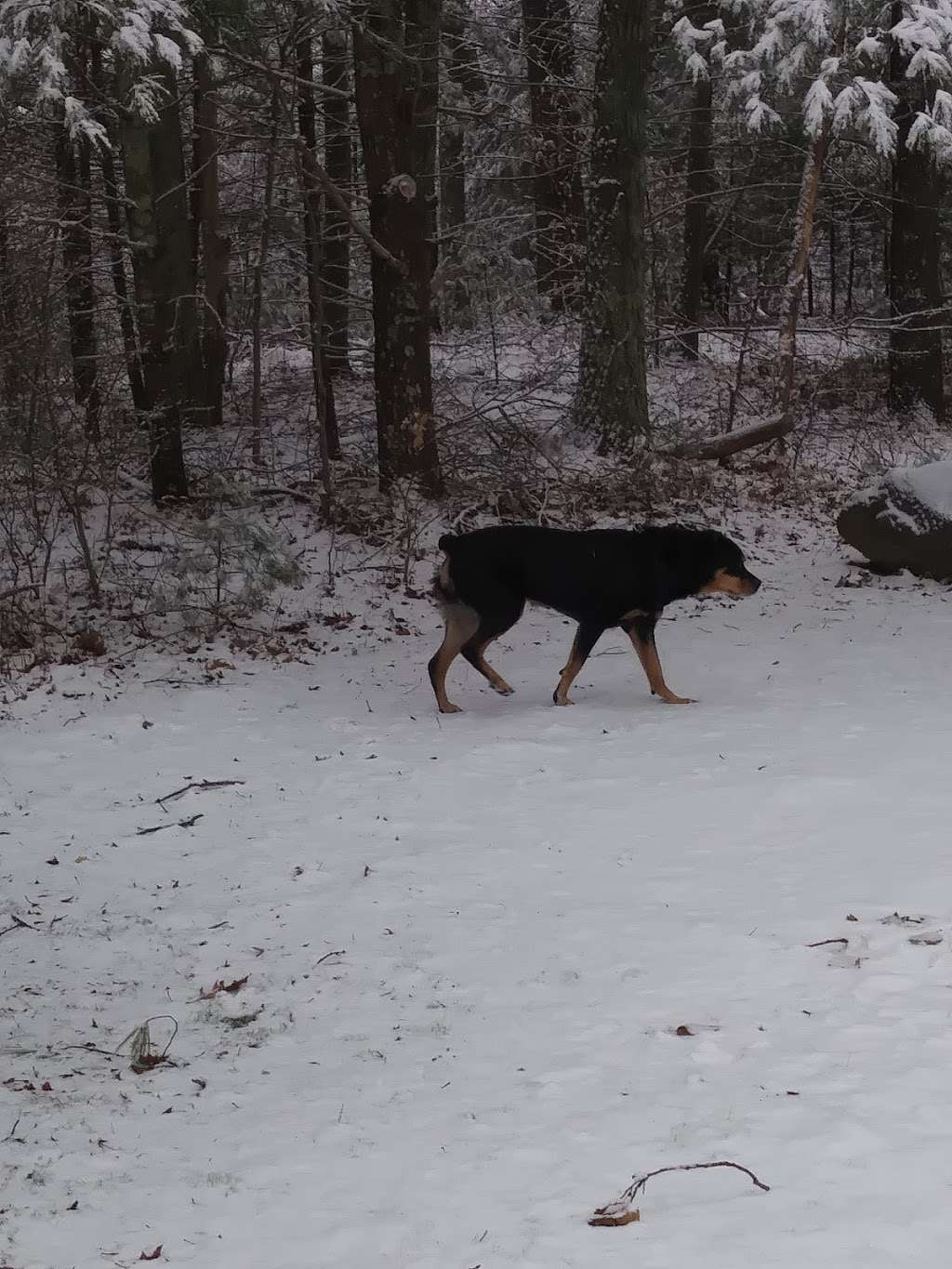 Friends of Boyden Refuge | 1298 Cohannet St, Taunton, MA 02780, USA | Phone: (508) 821-1676