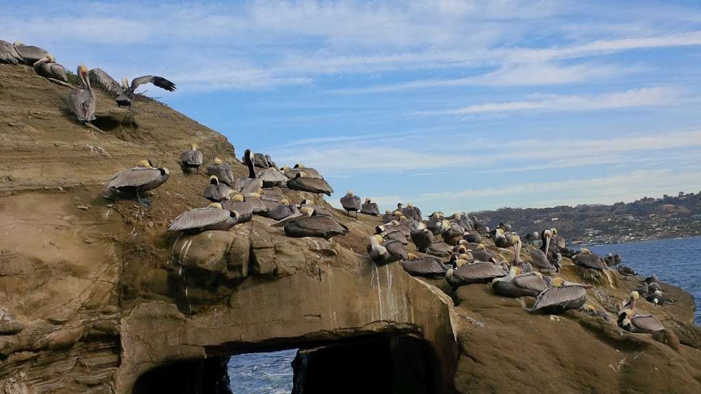 Tide Pool | 1160 Coast Blvd, La Jolla, CA 92037, USA