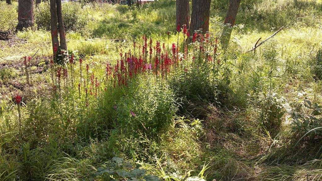 Ivanhoe South Nature Preserve / Shirley Heinze Land Trust | Colfax St, Gary, IN 46406 | Phone: (219) 242-8558