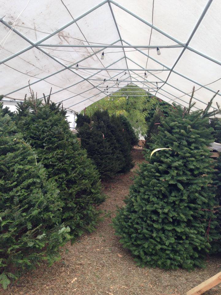 Mr. Jingles Christmas Trees | 6710 La Jolla Blvd, La Jolla, CA 92037 | Phone: (844) 454-6453