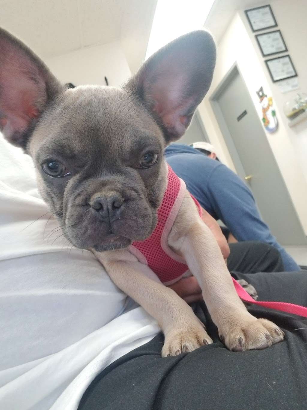 Lincoln Plaza Veterinary Clinic | 2955 Van Buren Boulevard, Riverside, CA 92503, USA | Phone: (951) 359-0363
