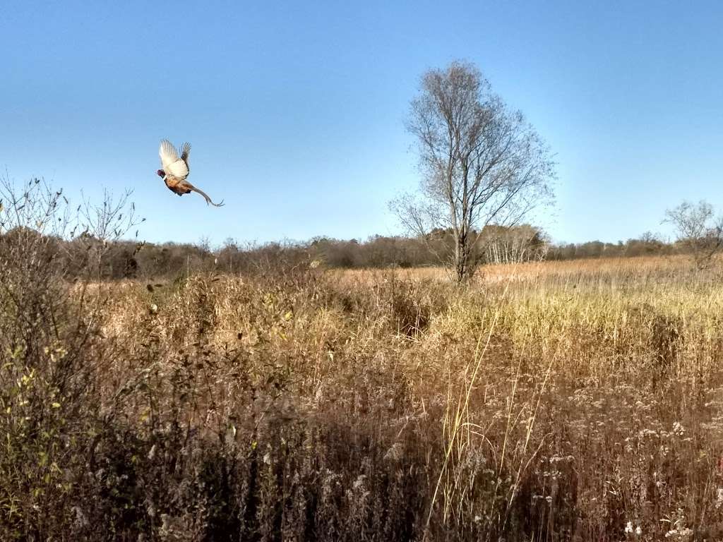 Honey Creek Wildlife Area | Academy Rd, Burlington, WI 53105, USA | Phone: (262) 884-2301