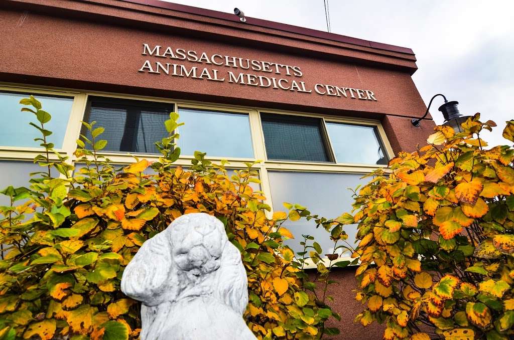 Massachusetts Animal Medical Center | 380 Pleasant St, Watertown, MA 02472, USA | Phone: (617) 923-1700