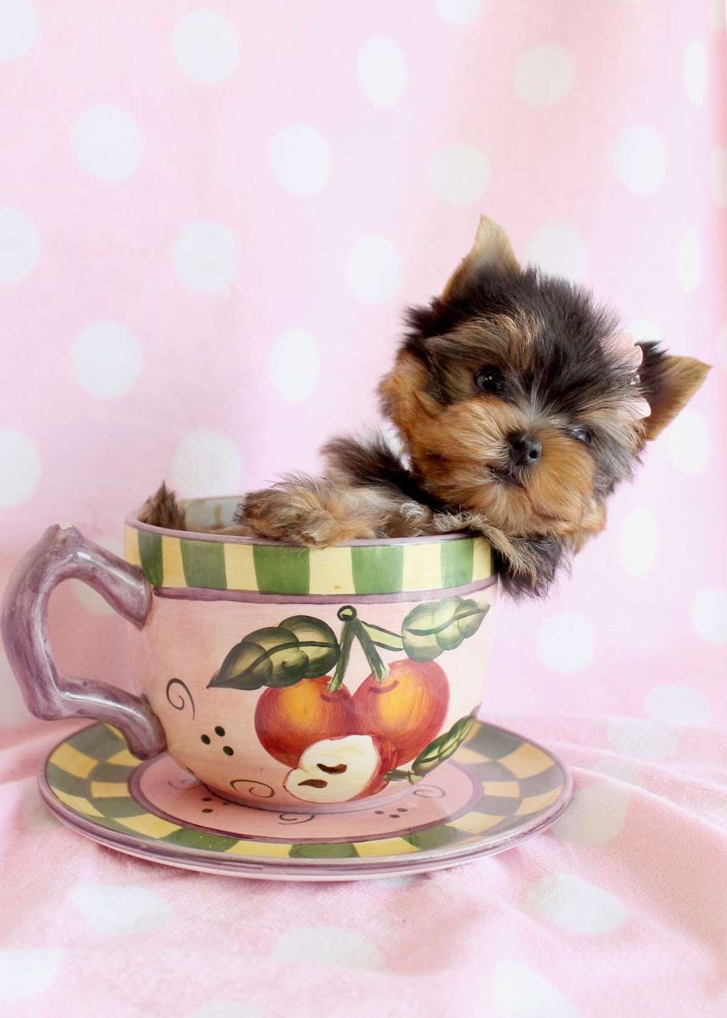 TeaCups, Puppies & Boutique | 5195 S University Dr, Davie, FL 33328, USA | Phone: (954) 985-8848