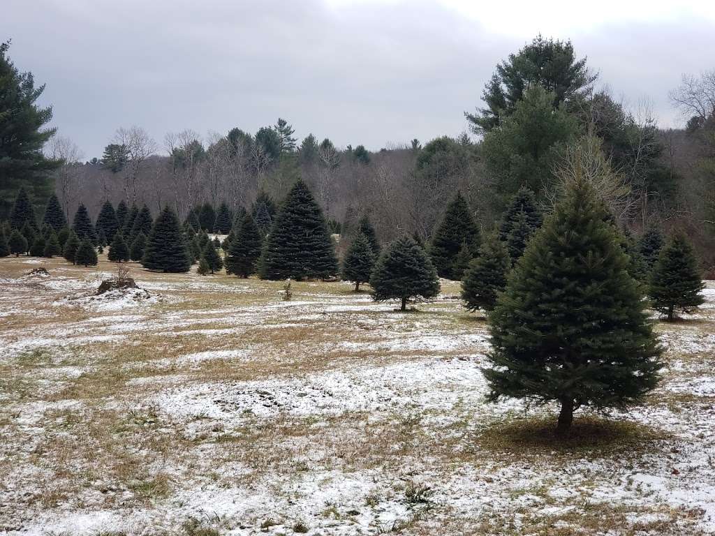 Thornhurst Nurseries | 239 Pine Grove Rd, Thornhurst Township, PA 18424, USA | Phone: (570) 842-8072