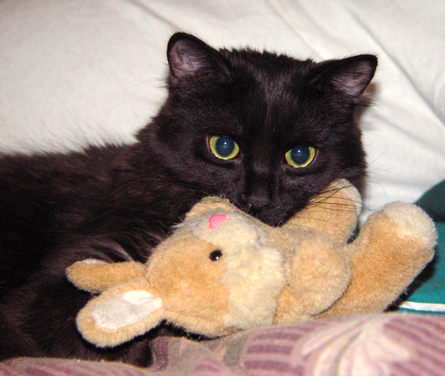 lasting paws pet memorial service