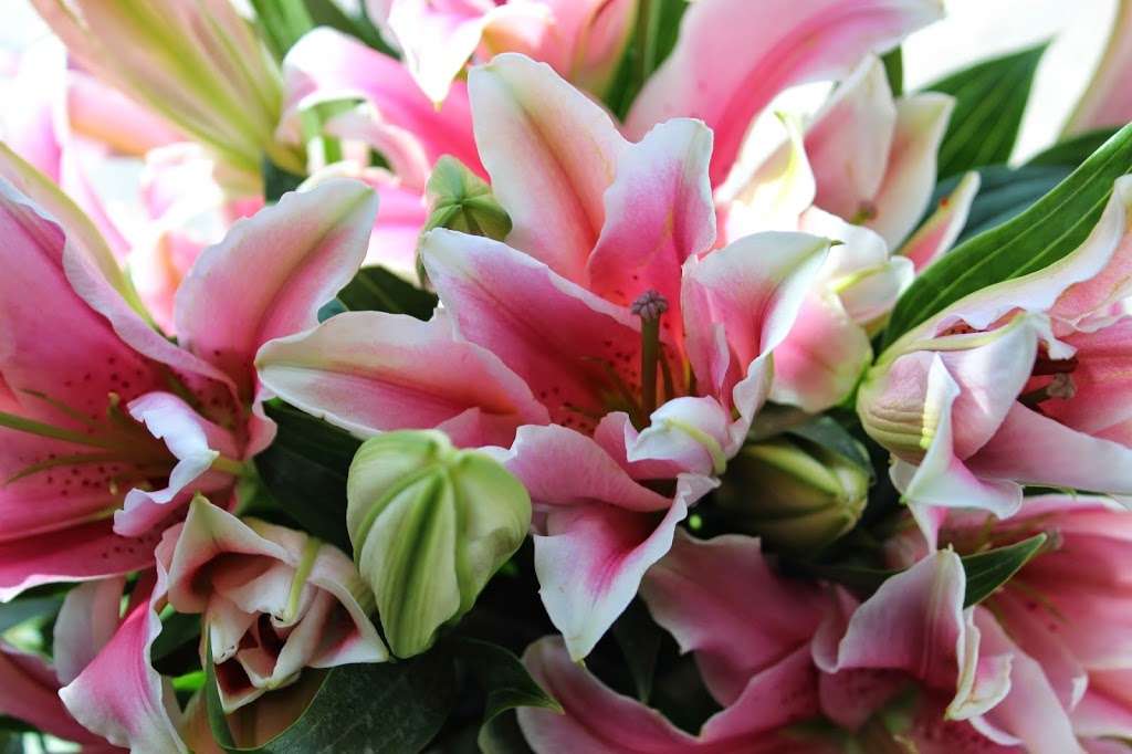 Andrews Florist | 705 E Market St, Indianapolis, IN 46202, USA | Phone: (317) 237-3030