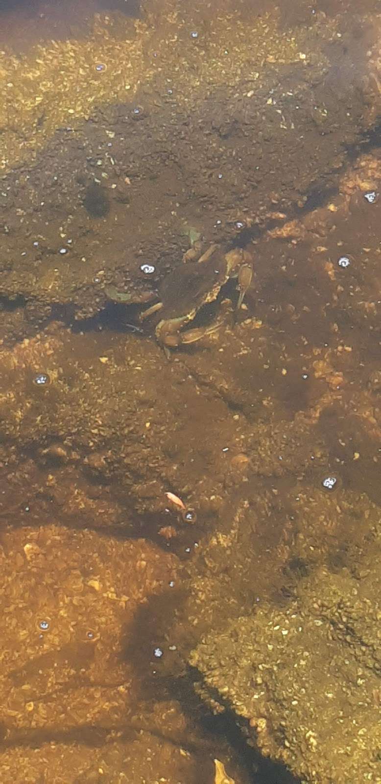 Otter Park North | Pioneer Trail, New Smyrna Beach, FL 32168, USA | Phone: (386) 424-2175