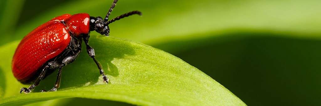 South Bay Pest Control | 569 Clyde Ave Ste 560, Mountain View, CA 94043, USA | Phone: (408) 929-7272