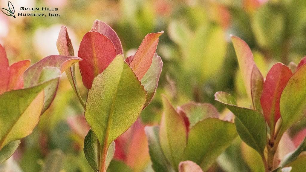 Green Hills Nursery | 2408 N Armstrong Ave, Fresno, CA 93727 | Phone: (559) 291-8733