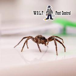 W.O.L.F. Pest Control, LLC | 31126 LA-16 B, Denham Springs, LA 70726, USA | Phone: (888) 763-9653