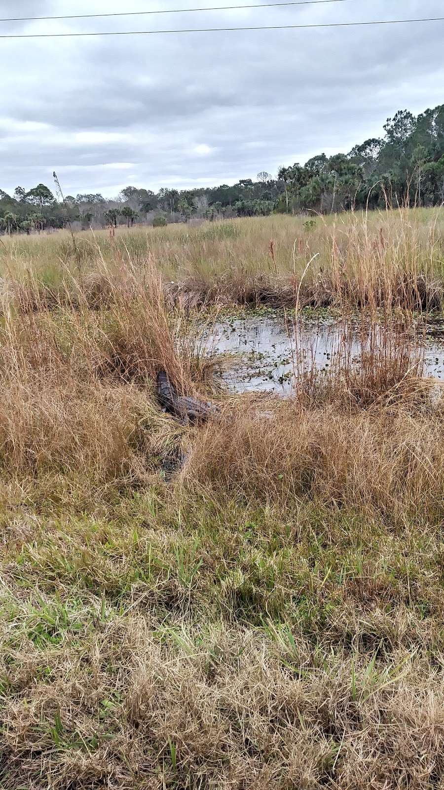 Salt Lake Wildlife Management Area | Mims, FL 32754, USA