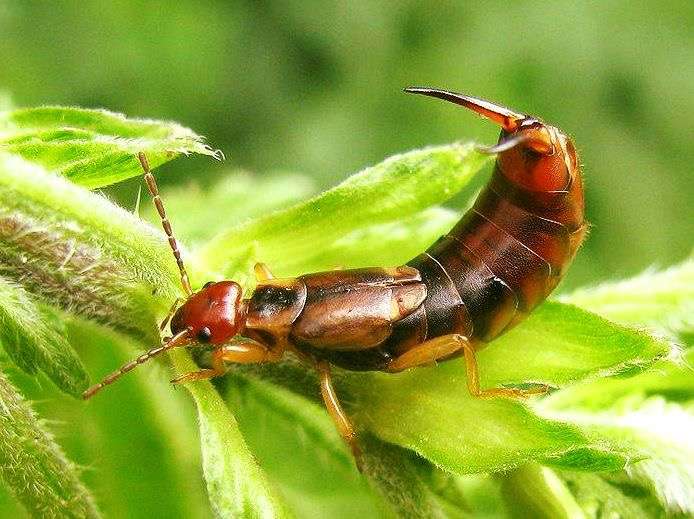 Facility Pest Control | 288 Sequoia Ave, Simi Valley, CA 93065 | Phone: (818) 521-6892