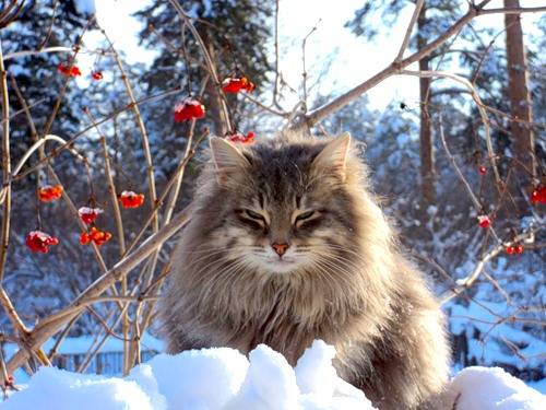 Regal Siberian Cattery | Michaelwood Dr, Virginia Beach, VA 23452 | Phone: (757) 222-1348