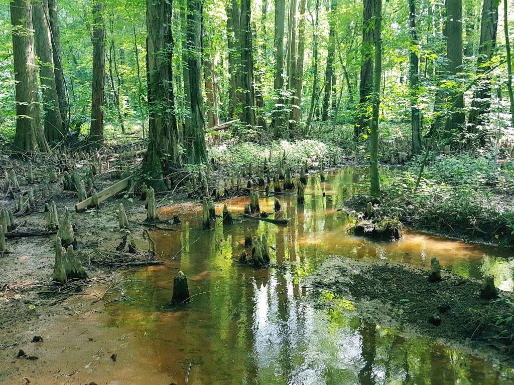 Battle Creek Cypress Swamp | 2880 Grays Rd, Prince Frederick, MD 20678 | Phone: (410) 535-5327