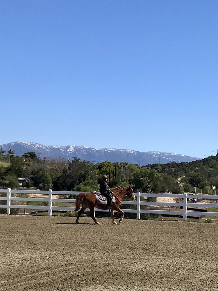 Apollo Equestrian at CW Farms | 30673 Andreen Rd, Valley Center, CA 92082, USA | Phone: (512) 736-3482