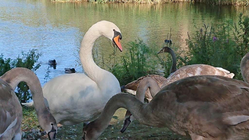 Bluewater Nature Trail | Stone, Dartford, Greenhithe DA9 9SU, UK